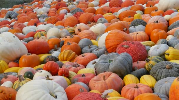 カボチャの収穫 夕日の秋の光の中でフィールド上の様々なカボチャの膨大な数 様々な形状やサイズ オレンジ 緑のカボチャ ハロウィーンの準備 — ストック動画