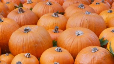 Balkabağı hasadı. Batan güneşin sonbahar ışınlarında sahada çok sayıda çeşitli balkabağı var. Çeşitli şekil ve boyutlarda turuncu balkabakları. Cadılar Bayramı hazırlığı.