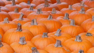 Balkabağı hasadı. Batan güneşin sonbahar ışınlarında sahada çok sayıda çeşitli balkabağı var. Çeşitli şekil ve boyutlarda turuncu balkabakları. Cadılar Bayramı hazırlığı.