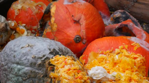 腐烂的各种南瓜 腐坏的南瓜片 含食物废物的垃圾桶 — 图库视频影像