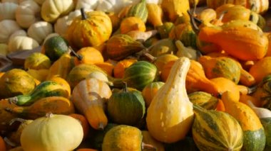 Balkabağı hasadı. Tahta kutularda çok sayıda balkabağı var. Sonbahar güneşinin ılık günbatımında çeşitli şekillerde renkler ve boyutlarda balkabakları. Sonbahar Cadılar Bayramı hazırlığı.