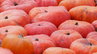 Balkabağı hasadı. Batan güneşin sonbahar ışınlarında sahada çok sayıda çeşitli balkabağı var. Çeşitli şekil ve boyutlarda turuncu balkabakları. Cadılar Bayramı hazırlığı.