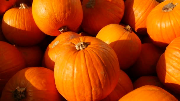カボチャの収穫 夕日の秋の光の中でフィールド上の様々なカボチャの膨大な数 オレンジ様々な形状やサイズのパンプキン ハロウィーンの準備 — ストック動画
