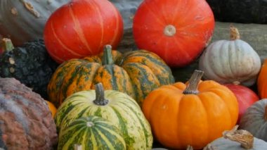 Balkabağı hasadı. Tahta kutularda çok sayıda balkabağı var. Sonbahar güneşinin ılık günbatımında çeşitli şekillerde renkler ve boyutlarda balkabakları. Sonbahar Cadılar Bayramı hazırlığı.