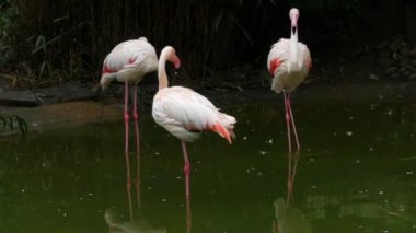 Bir flamingo sürüsü hayvanat bahçesindeki gölde duruyor. Flamingolar tüylerini temizliyor..
