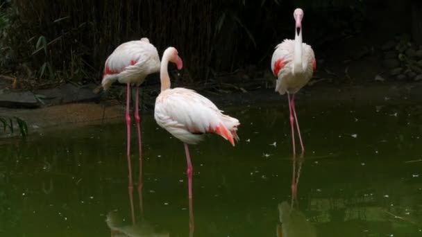 Egy Csapat Flamingó Áll Tavon Állatkertben Flamingók Tisztítják Tollaikat — Stock videók
