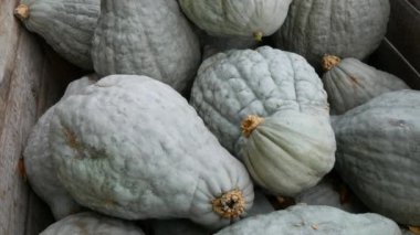 Balkabağı hasadı. Tahta kutularda çok sayıda balkabağı var. Çeşitli şekil ve boyutlarda yeşil uzatılmış kabaklar. Sonbahar Cadılar Bayramı hazırlığı.