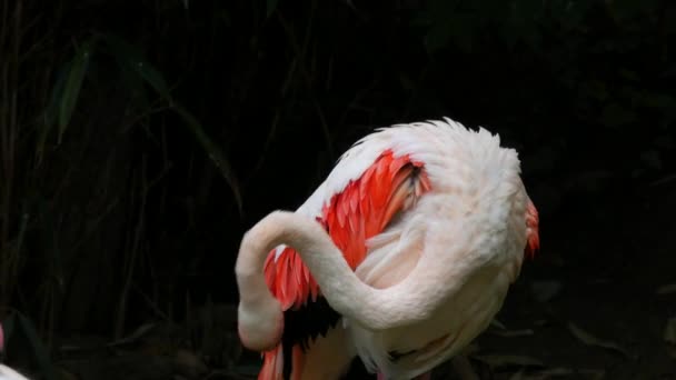 Flamingos Stands Lake Zoo Flamingos Cleaning Feathers — Stock video