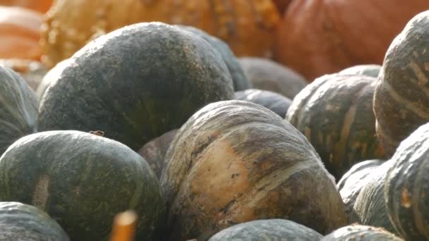 カボチャの収穫 木箱の中に様々なカボチャの膨大な数 様々な形や大きさの緑の細長いカボチャ 秋のハロウィーンの準備 — ストック動画