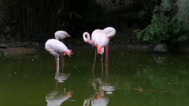 Uno Stormo Fenicotteri Trova Sul Lago Nello Zoo Fenicotteri Che — Video Stock