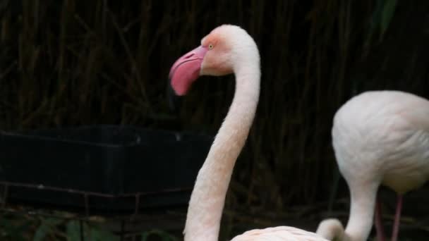 Bir Flamingo Sürüsü Hayvanat Bahçesindeki Gölde Duruyor Flamingolar Tüylerini Temizliyor — Stok video