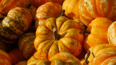 Balkabağı hasadı. Tahta kutularda çok sayıda balkabağı var. Sonbahar güneşinin ılık günbatımında çeşitli şekillerde renkler ve boyutlarda balkabakları. Sonbahar Cadılar Bayramı hazırlığı.