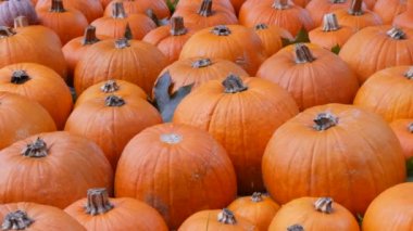 Balkabağı hasadı. Batan güneşin sonbahar ışınlarında sahada çok sayıda çeşitli balkabağı var. Çeşitli şekil ve boyutlarda turuncu balkabakları. Cadılar Bayramı hazırlığı.