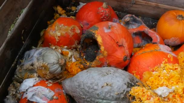 곰팡이 중간쯤되는 조각들은 썩었다 낭비가 쓰레기 — 비디오