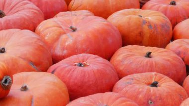 Balkabağı hasadı. Batan güneşin sonbahar ışınlarında sahada çok sayıda çok sayıda balkabağı var. Farklı şekil ve boyutlarda kırmızı ya da turuncu kabaklar. Cadılar Bayramı hazırlığı.