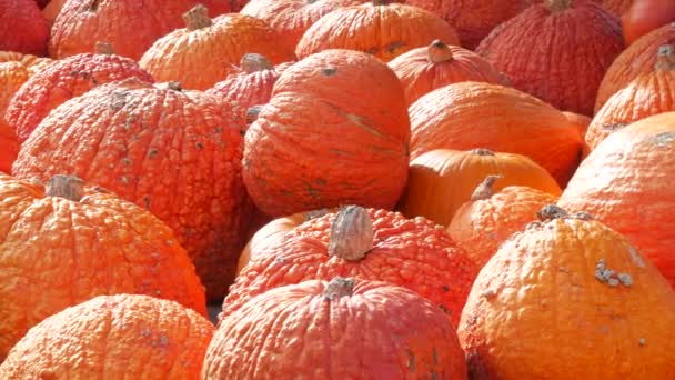 Pumpkin Harvest Huge Number Various Pumpkins Field Autumn Rays Setting — Stock Video