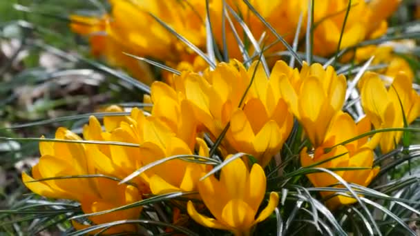 Campo Crocos Amarelos Primavera Florescendo Dia Primavera Ensolarado Vento Sopra — Vídeo de Stock