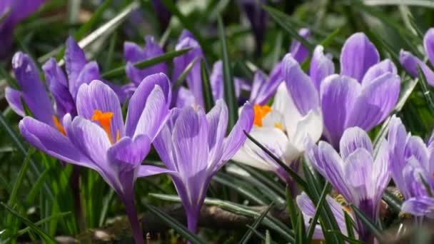 Campo Primavera Azafrán Blanco Púrpura Floreciendo Soleado Día Primavera Viento — Vídeos de Stock
