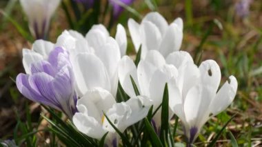 Güneşli bir ilkbahar gününde açan beyaz timsah tarlası. Rüzgar çiçek yaprakları salıyor, arılar uçuşuyor..