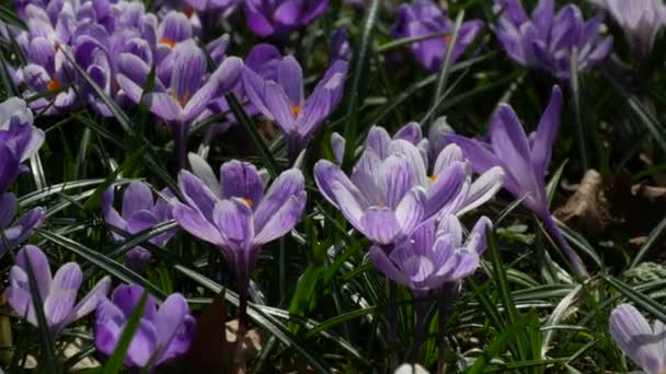 Поле Весенних Белых Фиолетовых Крокусов Цветущих Солнечный Весенний День Ветер — стоковое видео