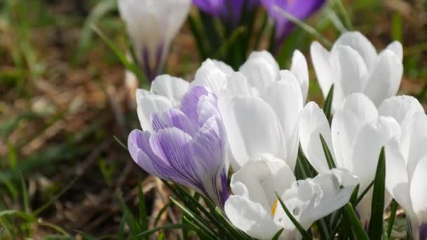 Ett Fält Våren Vita Krokusar Blommar Solig Vårdag Vinden Blåser — Stockvideo