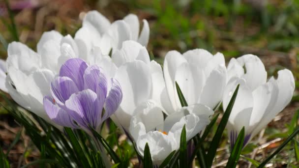 Ett Fält Våren Vita Krokusar Blommar Solig Vårdag Vinden Blåser — Stockvideo