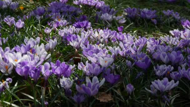 晴れた春の日には春と白紫色の花を咲かせます 風が花びらを吹いて蜂が飛び回って — ストック動画