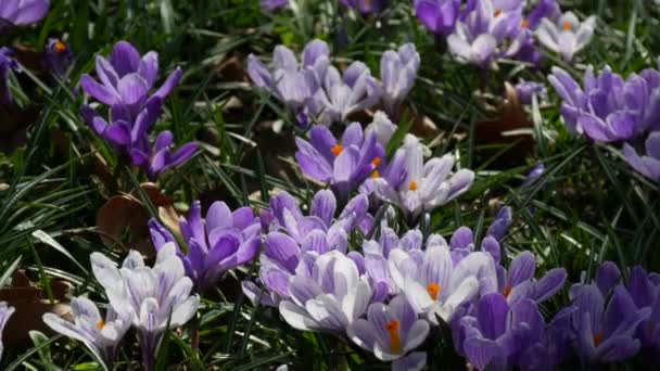 春天里 春天里 一片片春天里 紫罗兰盛开 风吹着花瓣 蜜蜂飞来飞去 — 图库视频影像