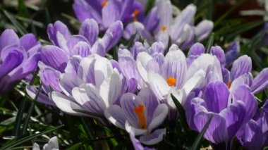 Bahar tarlası ve güneşli bir bahar gününde açan beyaz mor timsahlar. Rüzgar çiçek yaprakları salıyor, arılar uçuşuyor..