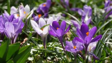 Bahar tarlası ve güneşli bir bahar gününde açan beyaz mor timsahlar. Rüzgar çiçek yaprakları salıyor, arılar uçuşuyor..