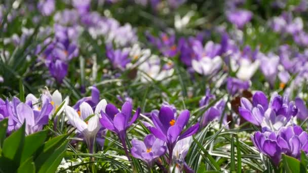 Field Spring White Purple Crocuses Blooming Sunny Spring Day Wind — Stock Video