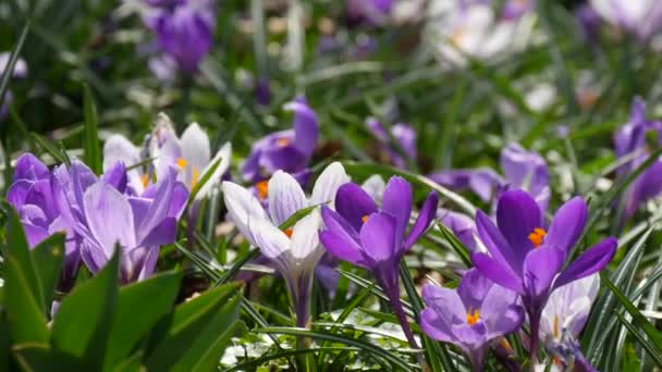 Campo Primavera Azafrán Blanco Púrpura Floreciendo Soleado Día Primavera Viento — Vídeos de Stock