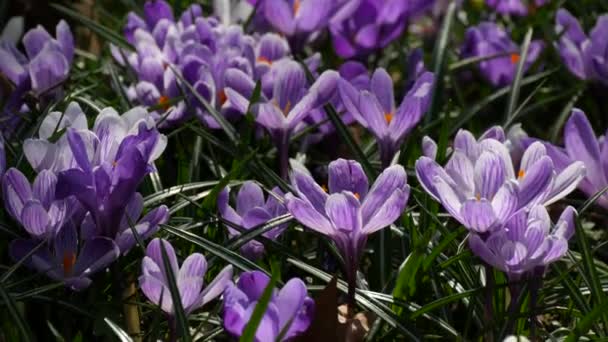 Pole Wiosennych Białych Purpurowych Krokusów Kwitnących Słoneczny Wiosenny Dzień Wiatr — Wideo stockowe