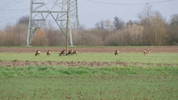 早春的时候 一群野鹿在城外的田野里吃草 — 图库视频影像