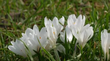 Güneşli bir ilkbahar gününde açan beyaz timsah tarlası. Rüzgar çiçek yaprakları salıyor, arılar uçuşuyor..