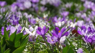 Bahar tarlası ve güneşli bir bahar gününde açan beyaz mor timsahlar. Rüzgar çiçek yaprakları salıyor, arılar uçuşuyor..