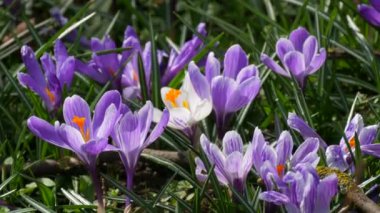 Bahar tarlası ve güneşli bir bahar gününde açan beyaz mor timsahlar. Rüzgar çiçek yaprakları salıyor, arılar uçuşuyor..