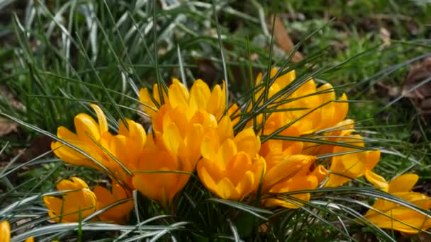 Campo Azafrán Amarillo Primaveral Floreciendo Soleado Día Primavera Viento Sopla — Vídeo de stock