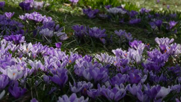 Pole Wiosennych Białych Purpurowych Krokusów Kwitnących Słoneczny Wiosenny Dzień Wiatr — Wideo stockowe