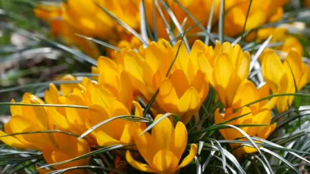 在一个阳光灿烂的春天里 一片黄色的春花盛开 风吹着花瓣 蜜蜂飞来飞去 — 图库视频影像