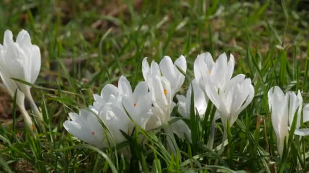 Pole Wiosennych Białych Krokusów Kwitnących Słoneczny Wiosenny Dzień Wiatr Wieje — Wideo stockowe