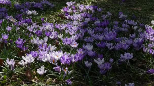 Campo Primavera Azafrán Blanco Púrpura Floreciendo Soleado Día Primavera Viento — Vídeo de stock