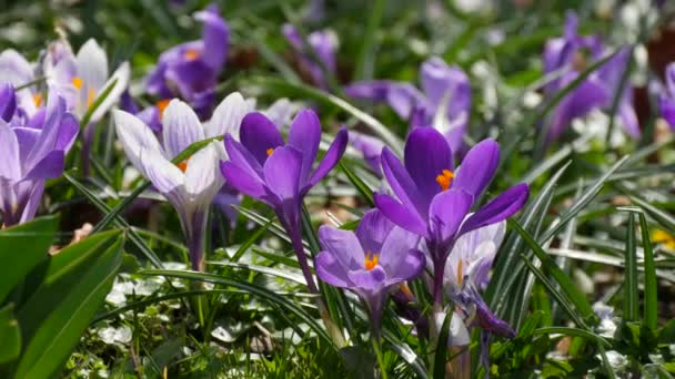 Campo Primavera Azafrán Blanco Púrpura Floreciendo Soleado Día Primavera Viento — Vídeos de Stock