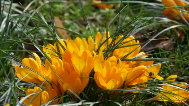 Campo Azafrán Amarillo Primaveral Floreciendo Soleado Día Primavera Viento Sopla — Vídeo de stock
