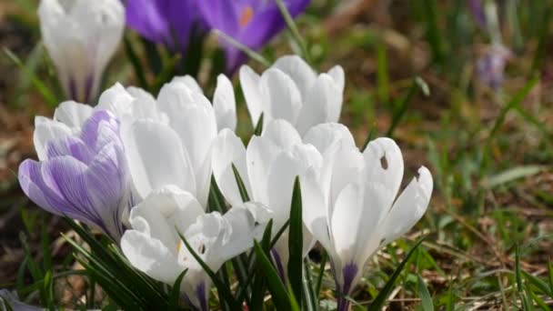 Campo Crocos Brancos Primavera Florescendo Dia Ensolarado Primavera Vento Sopra — Vídeo de Stock