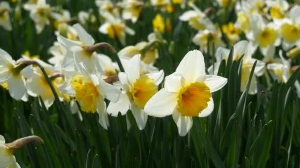 Πολλά Διαφορετικά Ανθισμένα Λουλούδια Γλάστρες Λευκοί Ασφόδελοι Στο Πάρκο — Αρχείο Βίντεο