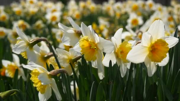 Many Different Blooming Flowers Pots White Daffodils Park — Stock Video