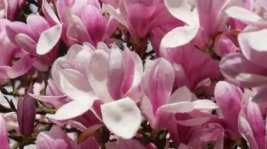 İlkbaharın başlarında çiçek açan güzel bir manolya ağacı. Yapraklar rüzgarda hafifçe sallanıyor. Yakından bak..