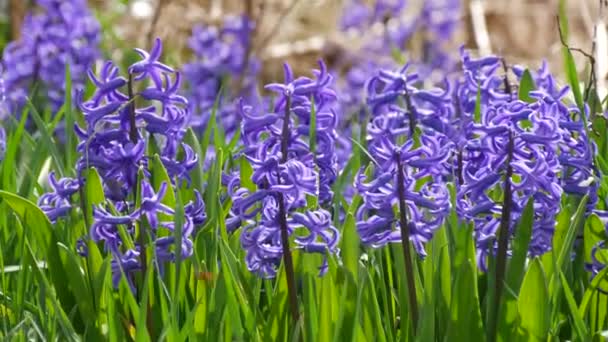 公園の素晴らしい美しい開花青いヒヤシンス 近くの景色 — ストック動画