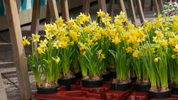 Saksıda Çiçek Açan Bir Sürü Farklı Çiçek Açık Hava Pazarının — Stok video